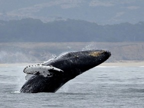 A 31-foot humpback whale struck and killed by a ship is being turned into a feast by the Makah Indian Tribe. FILE - In this Monday, Aug. 7, 2017, file photo, a humpback whale breeches off Half Moon Bay, Calif.