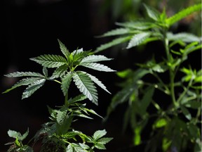 FILE - In this April 12, 2018, file photo, a marijuana plant awaits transplanting at the Hollingsworth Cannabis Company near Shelton, Wash.