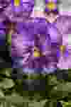 Matrix Lavender Shades Pansy.