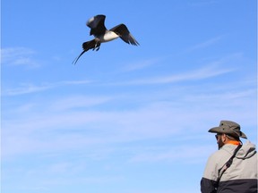 Yousif Attia, 35, is pictured with a long-tailed Jaeger on a tour of the Arctic tundra in Nunavut in this undated handout photo. Yousif Attia wasn't exactly a typical teenager. He had always been fascinated by birds.