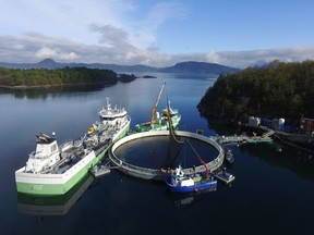 An experimental salmon farm at Molnes.