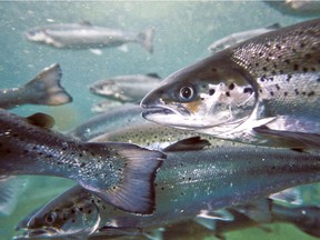 Atlantic salmon on a fish farm in B.C.