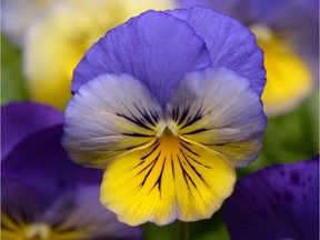 Pansy Cool Wave Morpho.