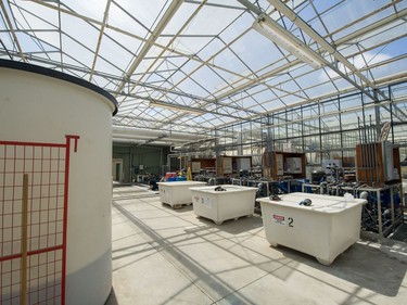 Inside the cannabis greenhouse at Pure Sunfarms in Delta, Aug. 1, 2018.