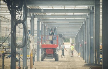 A cannabis greenhouse under construction at Pure Sunfarms in Delta, Aug. 1, 2018.