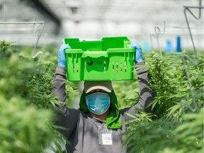 Cannabis greenhouse at Pure Sunfarms in Delta, BC, August 1, 2018.