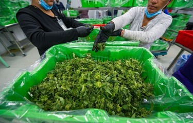 Inside the cannabis greenhouse at Pure Sunfarms in Delta, Aug. 1, 2018.