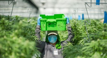 Inside the cannabis greenhouse at Pure Sunfarms in Delta, Aug. 1, 2018.