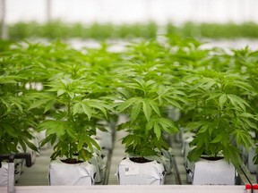 Inside the cannabis greenhouse at Pure Sunfarms in Delta on Aug. 1.