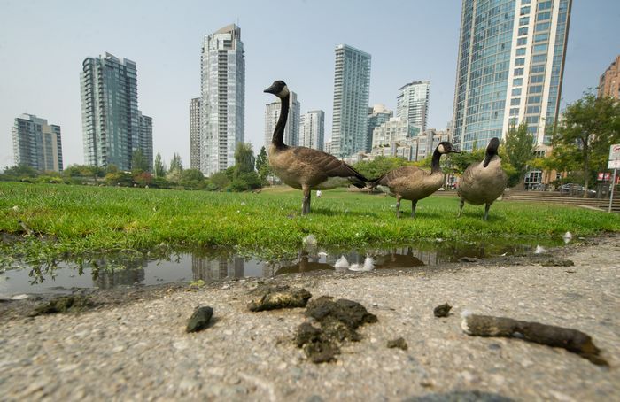 Canada goose 2025 vancouver zuleima