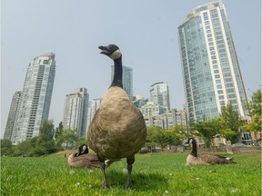 Canadian geese mill about at David Lam park  in Vancouver, BC, August 14, 2018.