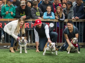 Owners hold back their British Bulldogs to start the race at Pet-A-Palooza in Yaletown on Sunday.