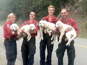 B.C. Wildfire Service firefighters with a group of puppies they found near the fire in the Monashee Complex in the Kamloops Fire Centre on Sunday.