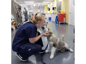 Taylor Thackwray, a RAPS Animal Hospital volunteer, greets Maikoh, an Alaskan Malamute puppy.