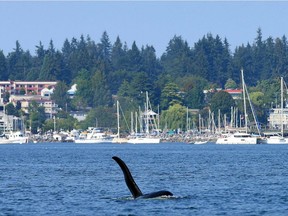 A male transient orca, T73B, has been hanging out in Comox Harbour in recent days. He was lured into open water on Thursday.