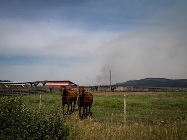 Horses stand on a ranch as a wildfire burns in the distance near Fraser Lake, B.C., on Wednesday August 15, 2018. The British Columbia government has declared a provincial state of emergency to support the response to the more than 500 wildfires burning across the province.