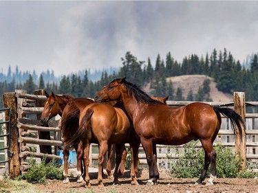 Horses stand together on a ranch as a wildfire burns in the distance near Fraser Lake, B.C., on Wednesday August 15, 2018. The British Columbia government has declared a provincial state of emergency to support the response to the more than 500 wildfires burning across the province.