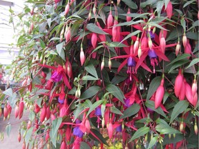 Fuchsia.