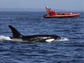 The Washington state task force on critically endangered Pacific Northwest orcas wants to temporarily ban commercial whale-watching boat tours.