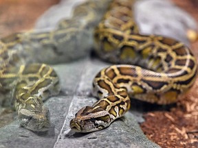 A reticulated python is seen in its enclosure at the Singapore Zoo. B.C.'s SPCA says Kramer Lowe owned a reticulated python, which is listed in the province’s Controlled Alien Species regulation.