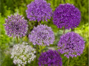 A mix of allium blooms.