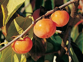 Fruit from an American persimmon tree.