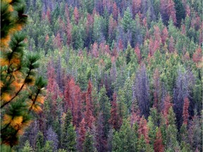 Forests with trees affected by pine beetles represented about 40 to 50 per cent of the area that burned in 2018 in B.C.