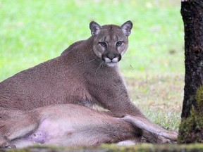 Marnie Robinson watched as a cougar took down a deer in her backyard and then dragged the kill into the bush next to her Port Alberni home.