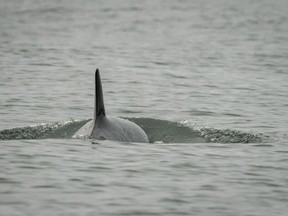 Killer whale J50 is shown off the coast of Washington State in this August 12, 2018 handout photo. Officials are considering rescuing an extremely ill endangered orca for a hands-on physical exam if she is ultimately separated from her family unit or stranded on a beach because treating her at sea has been unsuccessful. If the orca known as J50 is rescued, officials say they would focus on giving her medical care and then release the whale back into the wild.