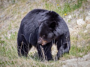 A black bear is seen in this undated handout photo. Ottawa has been encountering with a surprising influx of bears this year.