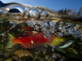 Spawning sockeye salmon are seen making their way up the Adams River in Roderick Haig-Brown Provincial Park near Chase.