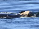 Baby orca whale is being pushed by her mother, J35, after being born off the coast near Victoria, British Columbia. The new orca died soon after being born. The mother was observed propping the newborn on her forehead and trying to keep it near the surface of the water.
