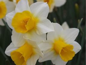 Award winning 'Golden Echo', is fragrant and long lasting, with a golden yellow cup that melts down into creamy white petals.