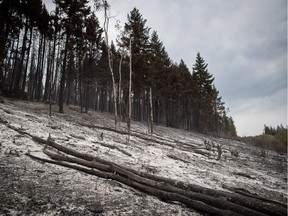 An area burned by the Shovel Lake wildfire is seen near Fort Fraser, B.C. As of Saturday, 30 evacuation orders impacting 1,539 properties and about 3,000 people remained in effect across B.C. There were also 53 evacuation alerts impacting 9,430 properties and about 18,900 people.