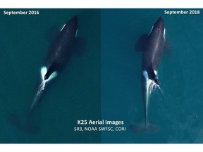Aerial images of adult male southern-resident killer whale K25, taken in September 2016, left, and September 2018, right. The recent image shows him in poorer condition with a noticeably thinner body profile.
