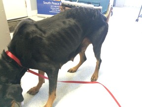 A B.C. resident, Alexis Walker of Pouce Coupe, has been charged with animal cruelty after a dog, Kira, was found emaciated. The dog has recovered after antibiotics and a feeding program.