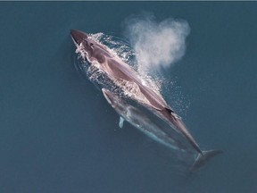 A sei whale mother and her calf, seen from the air.