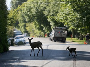 It was a wild long weekend in more ways than one as police and conservation officers were kept busy dealing with animal encounters on Vancouver Island.