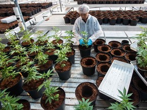 An employee replants tray with cannabis plants at the Up cannabis factory in Lincoln, Ont. Such horticulturists tend to small pot plants where not long ago, orchids were grown.
