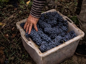 The 2018 grape harvest across B.C. has the potential to rank among the all-time top five and smoke doesn’t seem like its going to be a big issue.