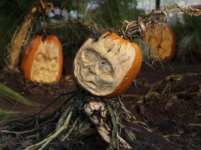 Carved pumpkins are displayed at the New York Botanical Garden in New York, Tuesday, Oct. 23, 2012. This carving and other Halloween-themed carvings will be on display through Oct. 31, 2012.