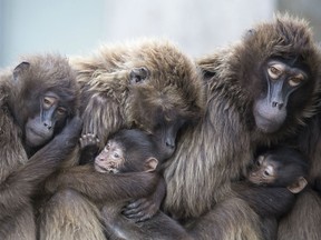 In this Jan 3, 2018 photo several female Gelada baboons, also known as bleeding-heart baboons, cuddle with their youngs in order to keep warm at the Wilhelma zoo in Stuttgart, Germany. Blake Fischer has resigned from his post as Idaho game commissioner after pictures of him posing with a dead family of baboons, which he shot, caused public outrage.