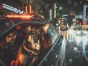 VPD service dog Brando strikes a post in the 2019 Vancouver Police dog calendar.