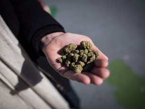 A man holds a handful of dried marijuana flowers on the day recreational cannabis became legal, in Vancouver, on Wednesday, October 17, 2018.