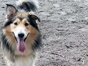 Echo the collie was euthanized by the B.C. SPCA.