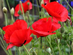 Flanders poppy. Pic credit: West Coast Seeds. For 1103 col minter [PNG Merlin Archive]