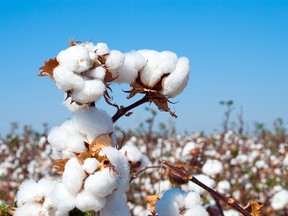 The U.S. recently approved an edible variety of cotton.