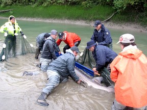 An eight-foot, 300-pound sturgeon was safely captured from a pond of low water and released back into the Fraser River on Sept. 21.