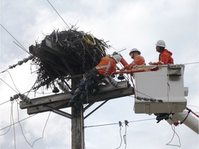 B.C. Hydro line technicians contemplate how to move an osprey nest out of the way of dangerous live power lines.