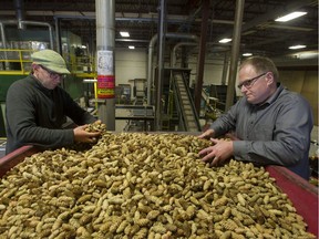 Dave Kolotelo, left, and Michael Postma examine a fresh batch of cones ready to be processed at the B.C. Tree Seed Centre in South Surrey.